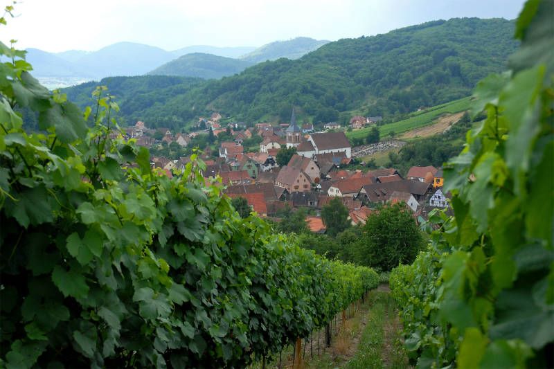 Albé, le vignoble le plus haut d'Alsace